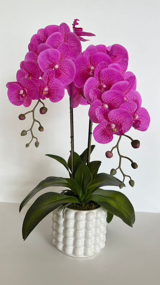 Orquídeas en base blanca de cerámica con detalles circulares