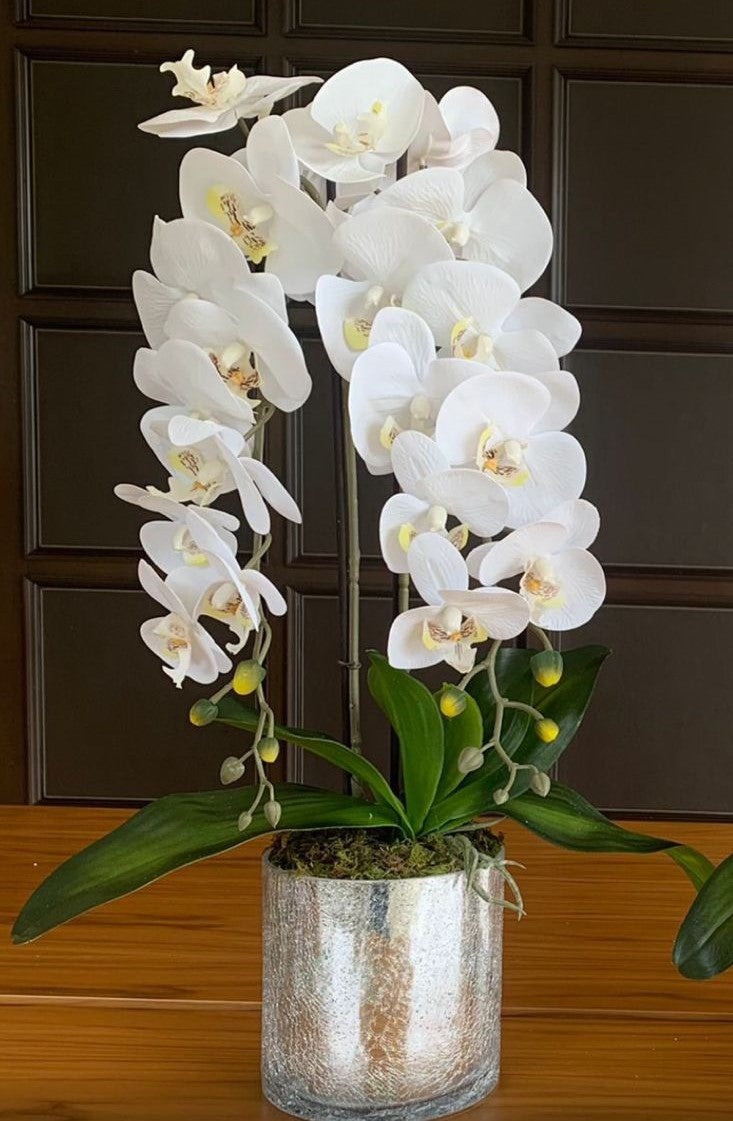 Orquídeas en base de cristal craquelada plateada.
